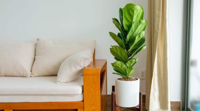 Ficus lyrata в белом горшке