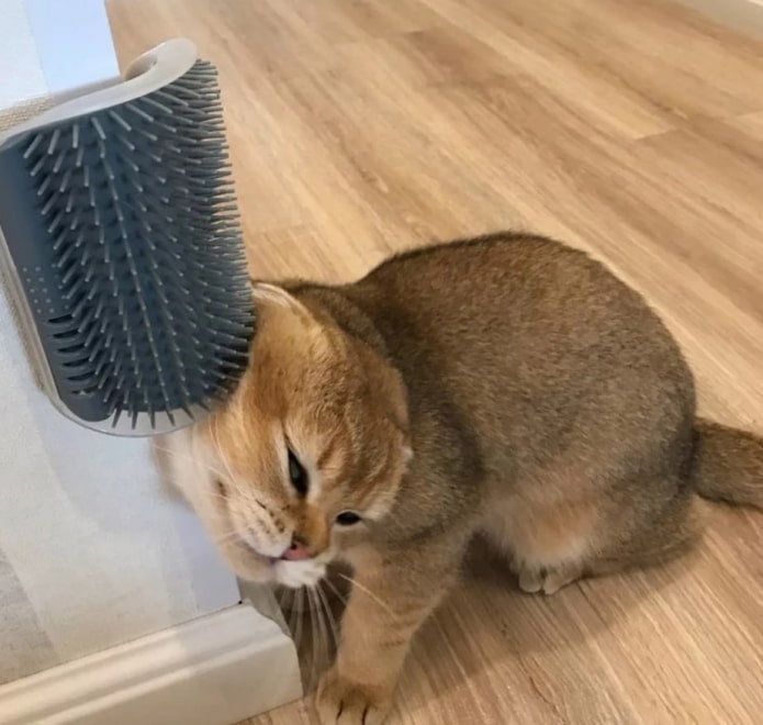 чесалка для кота